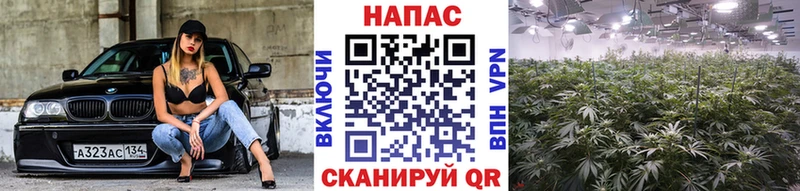 как найти   Краснообск  Бошки Шишки THC 21% 